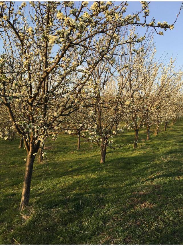 הוילה טורדה Caravans Park & Glamping Tents In The Vineyard מראה חיצוני תמונה