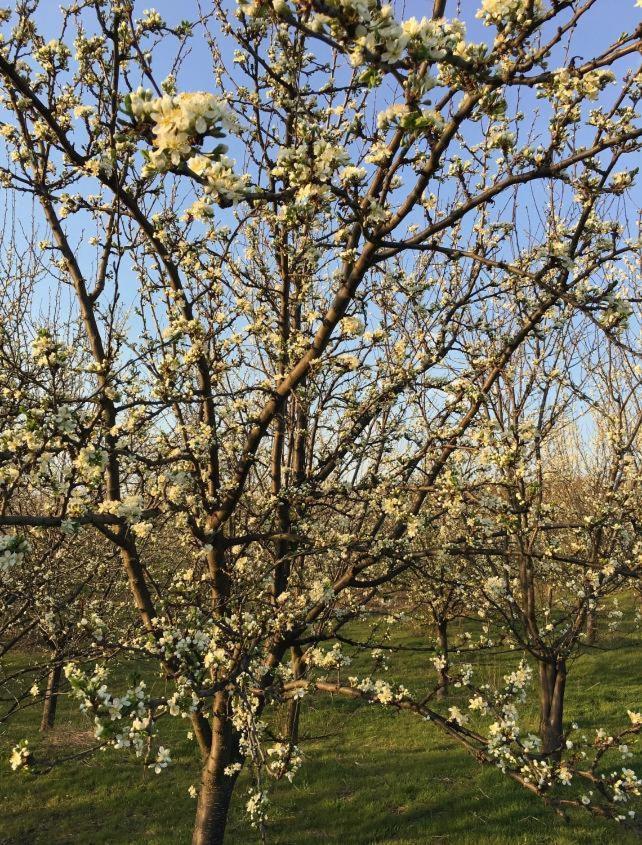 הוילה טורדה Caravans Park & Glamping Tents In The Vineyard מראה חיצוני תמונה